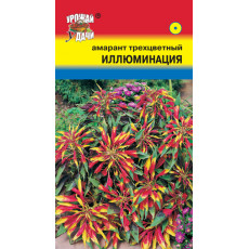 Амарант трёхцв. Иллюминация