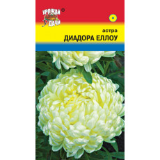 Астра ДИАДОРА ЕЛЛОУ пион.