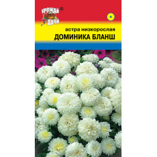 Астра ДОМИНИКА БЛАНШ низк.