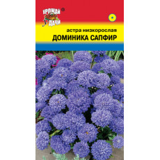 Астра ДОМИНИКА САПФИР низк.