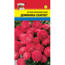 Астра ДОМИНИКА СКАРЛЕТ низк.