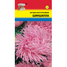 Астра коготк.Шиншилла нежно-розовая