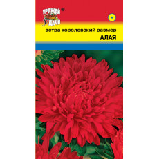 Астра королевс.размер Алая
