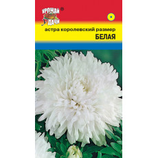 Астра королевс.размер Белая