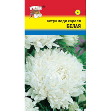 Астра леди коралл Белая