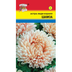 Астра леди коралл Шамоа персиковая
