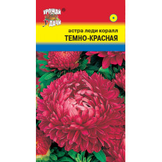 Астра леди коралл Тёмно-красная