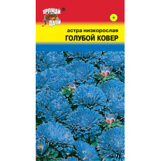 Астра низк. Голубой ковёр