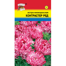 Астра низк. Контрастер Ред