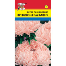Астра пион.Башня Кремово-белая