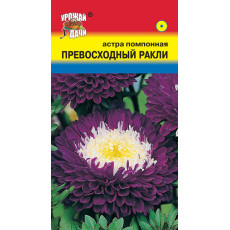 Астра помп.Превосходный Ракли