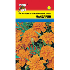 Бархатцы откл. Мандарин