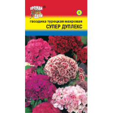 Гвоздика Турецкая Супер Дуплекс
