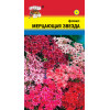 Флокс Мерцающая звезда