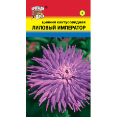 Цинния кактус. Лиловый император