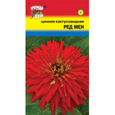Цинния кактус. Оранжевый ацтек