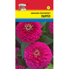 Цинния лиллипут Парпл