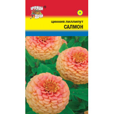Цинния лиллипут Салмон