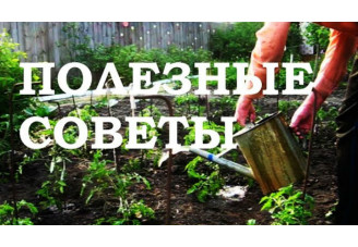 Оригинальные советы огороднику