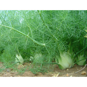 Фенхель
