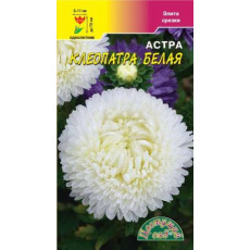 Астра Клеопатра Белая 