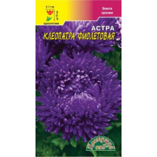 Астра Клеопатра Фиолетовая