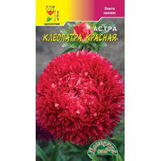 Астра Клеопатра Красная