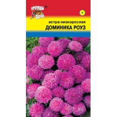 Астра ДОМИНИКА РОУЗ низк.