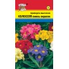Примула Колоссея Смесь