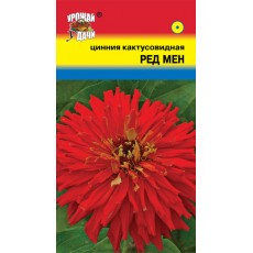 Цинния кактус. Ред Мен