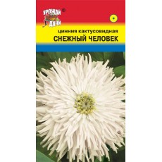 Цинния кактус. Снежный человек
