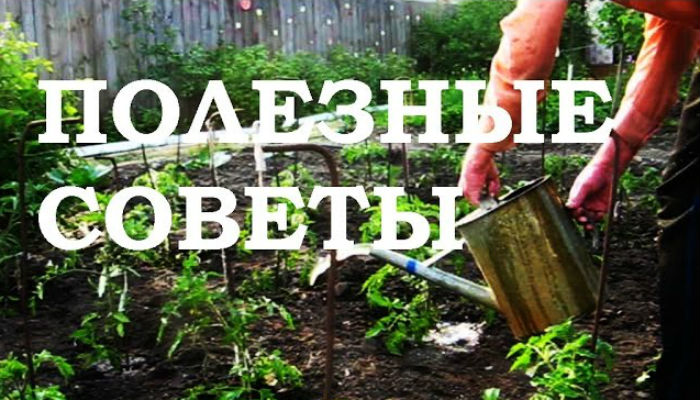 Оригинальные советы огороднику